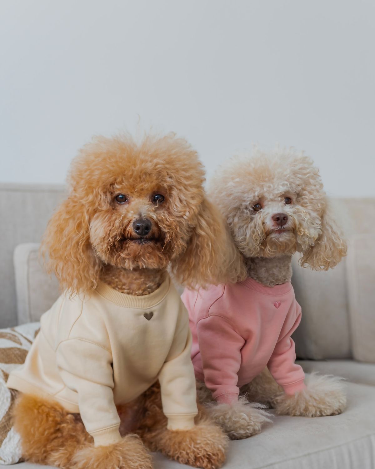 Pet Apparel & Fashion